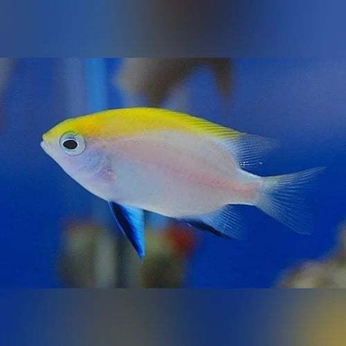 Bluefin Damselfish