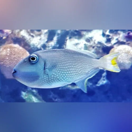 Bluejaw Triggerfish