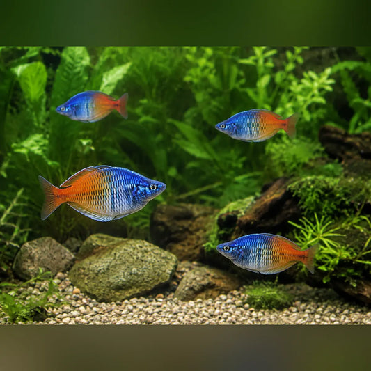 Boesemani Rainbowfish (School of 4)