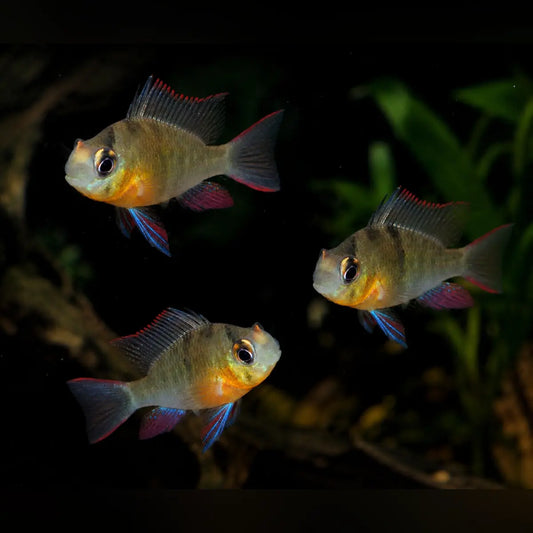 Bolivian Ram (Group of 3)