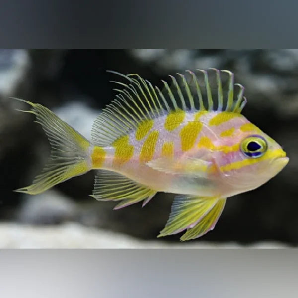 Colorful Borbonius Anthias with yellow and pink patterns on a blurred background
