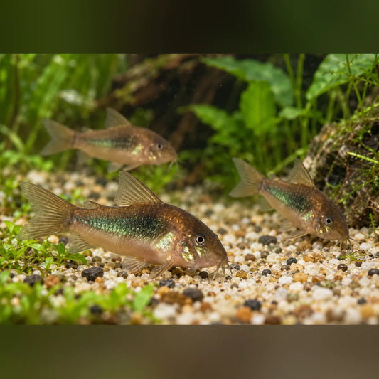 Bronze Cory (Gang of 3)