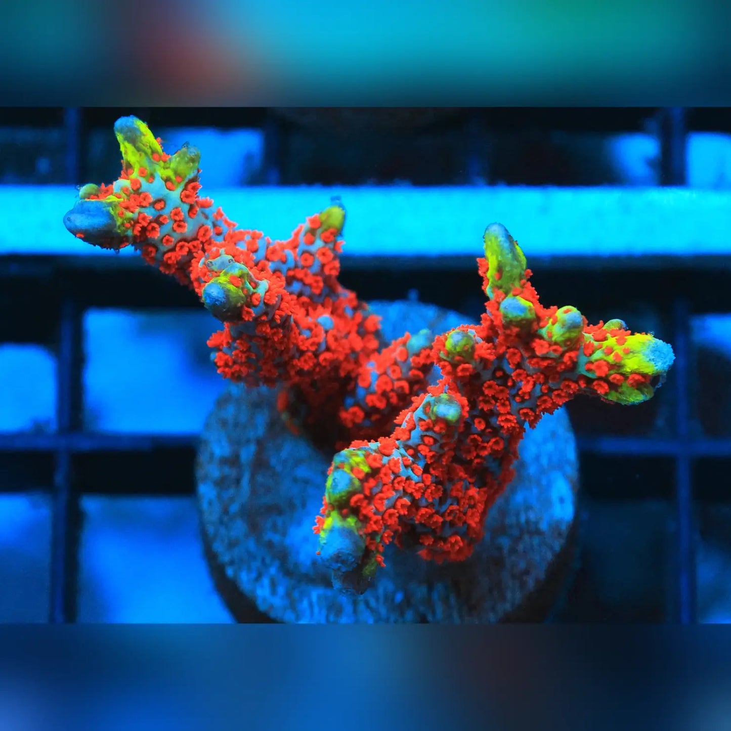 Bubblegum Montipora Digitata