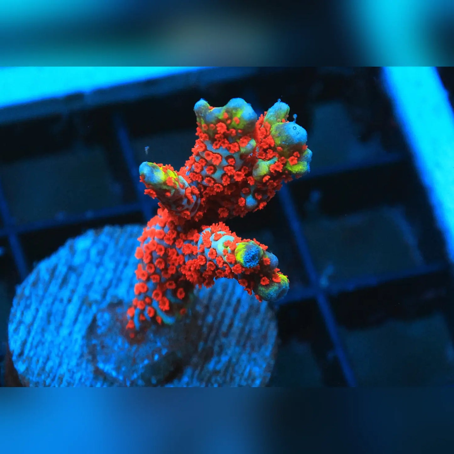 Bubblegum Montipora Digitata
