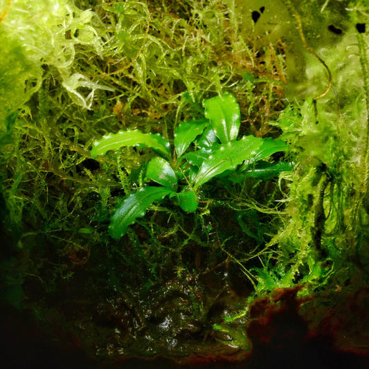 Close-up of green plants and moss in a natural setting