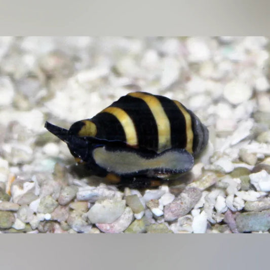 Bumble Bee Snail