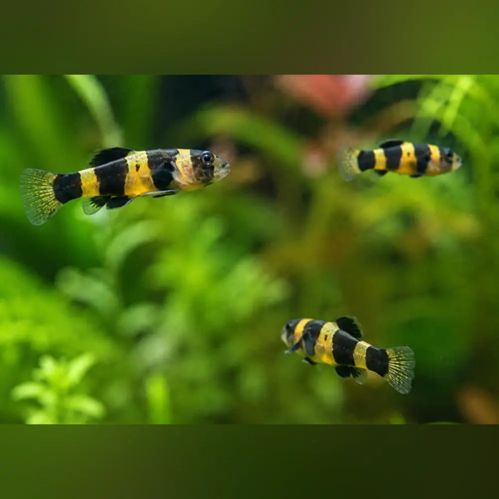 Bumblebee Goby (Group of 3)