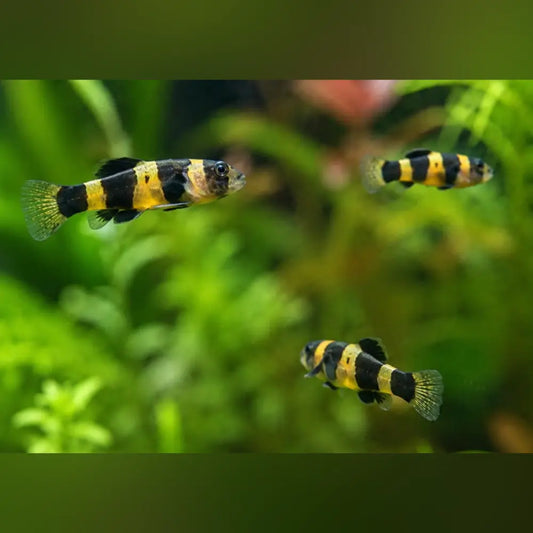 Bumblebee Goby (Group of 3)
