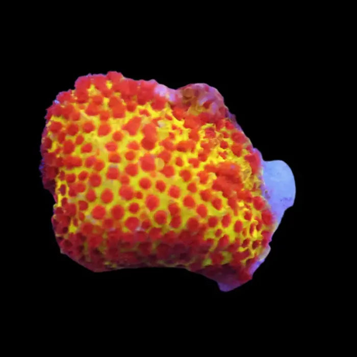 Burning Banana Stylocoeniella