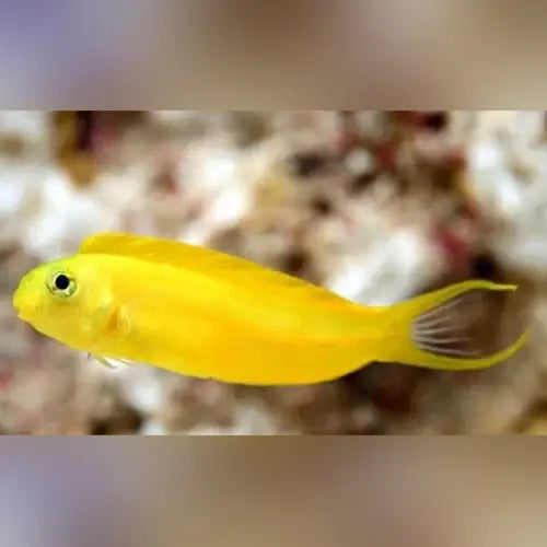 Canary Blenny