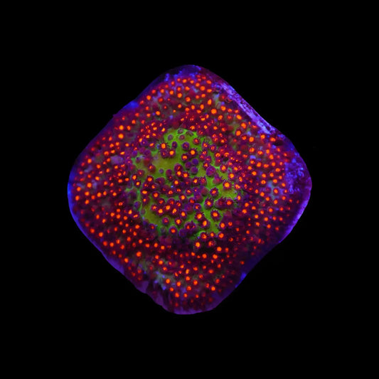 Candy Apple Stylocoeniella