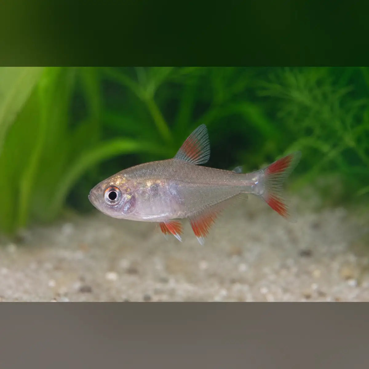 Candy Cane Tetra