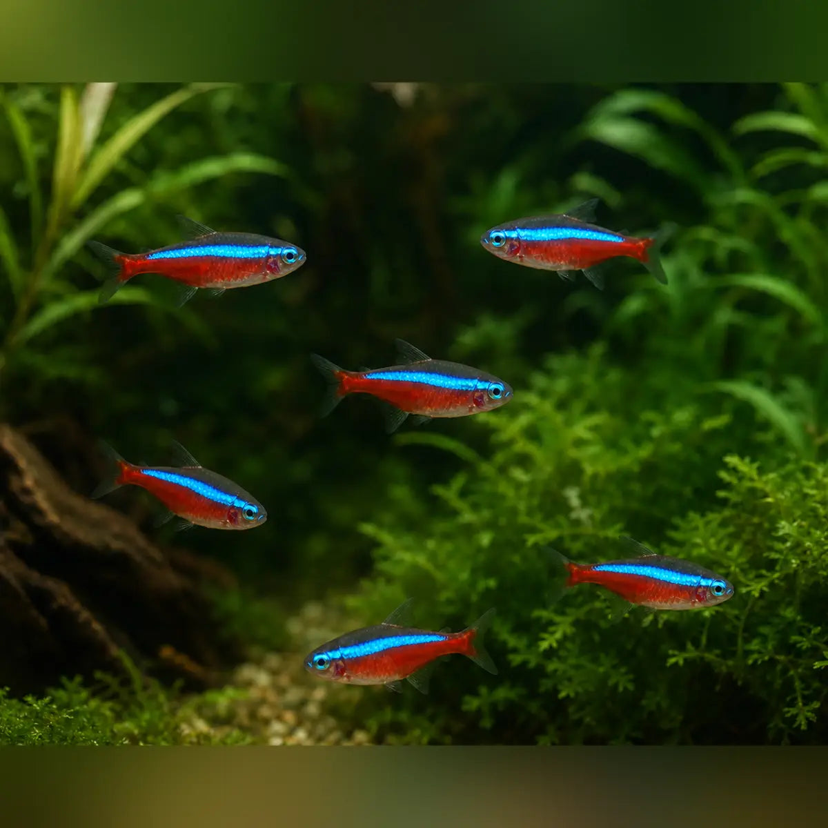 Cardinal Tetra (School of 6)