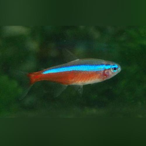 Cardinal Tetra