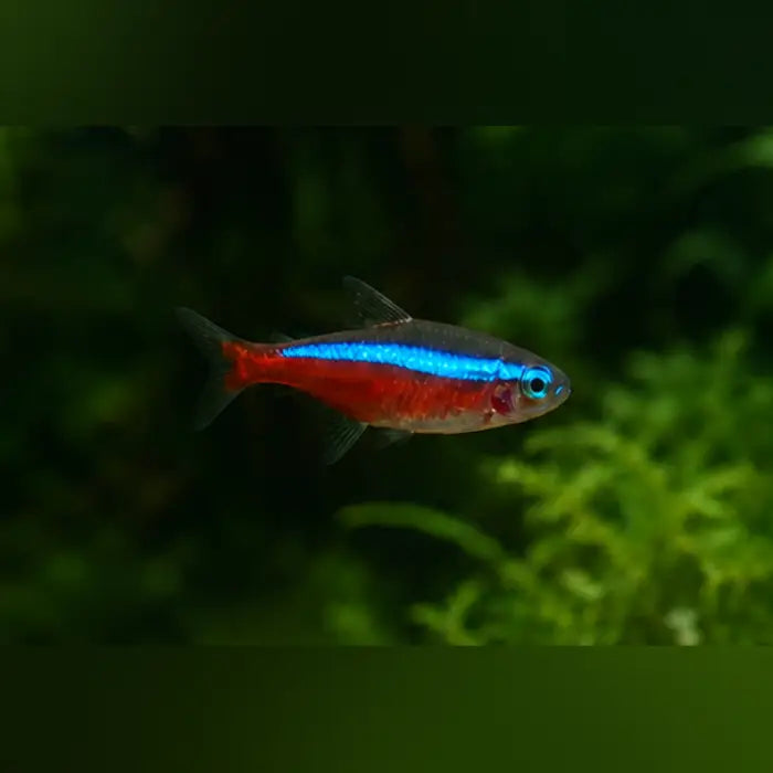 Cardinal Tetra