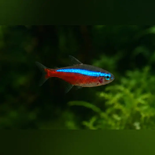 Cardinal Tetra