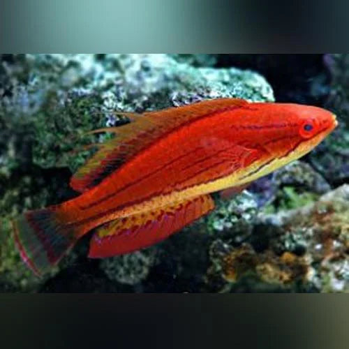 Red fish with a patterned body against a blurred natural background