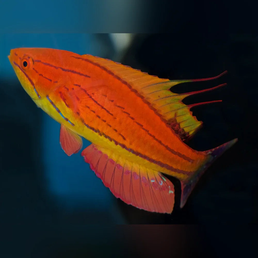 Colorful fish with orange and yellow stripes on a dark background