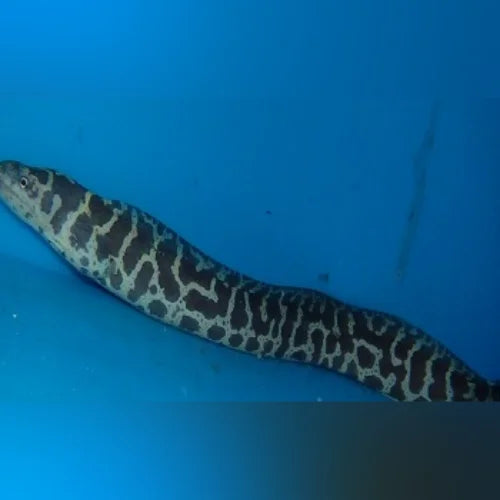 Chainlink Moray Eel