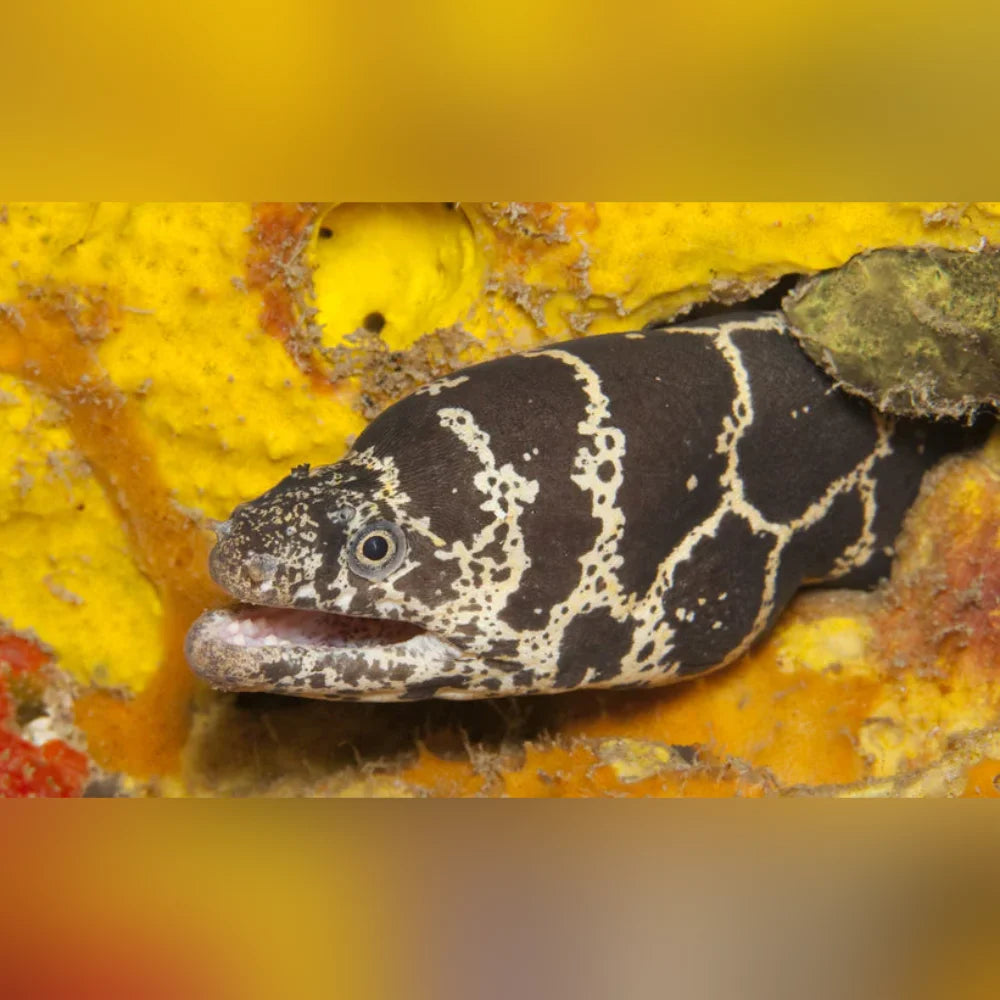 Moray eel on a yellow and orange coral background