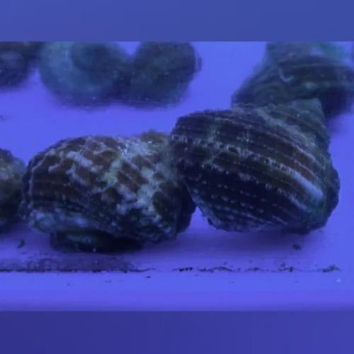Chestnut Turbo Snail