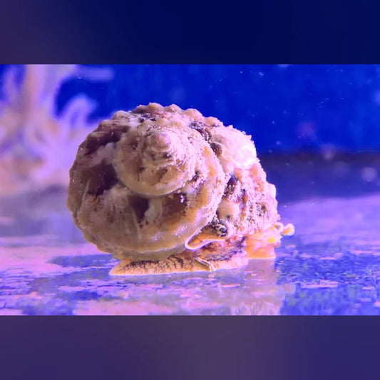Chestnut Turbo Snail on a reflective surface with a blurred background
