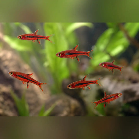 Chili Rasbora (School of 6)
