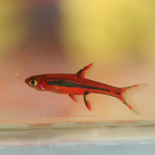 Chili Rasbora