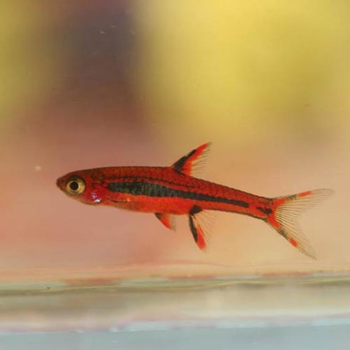 Chili Rasbora (School of 6) – AquariumFish.com