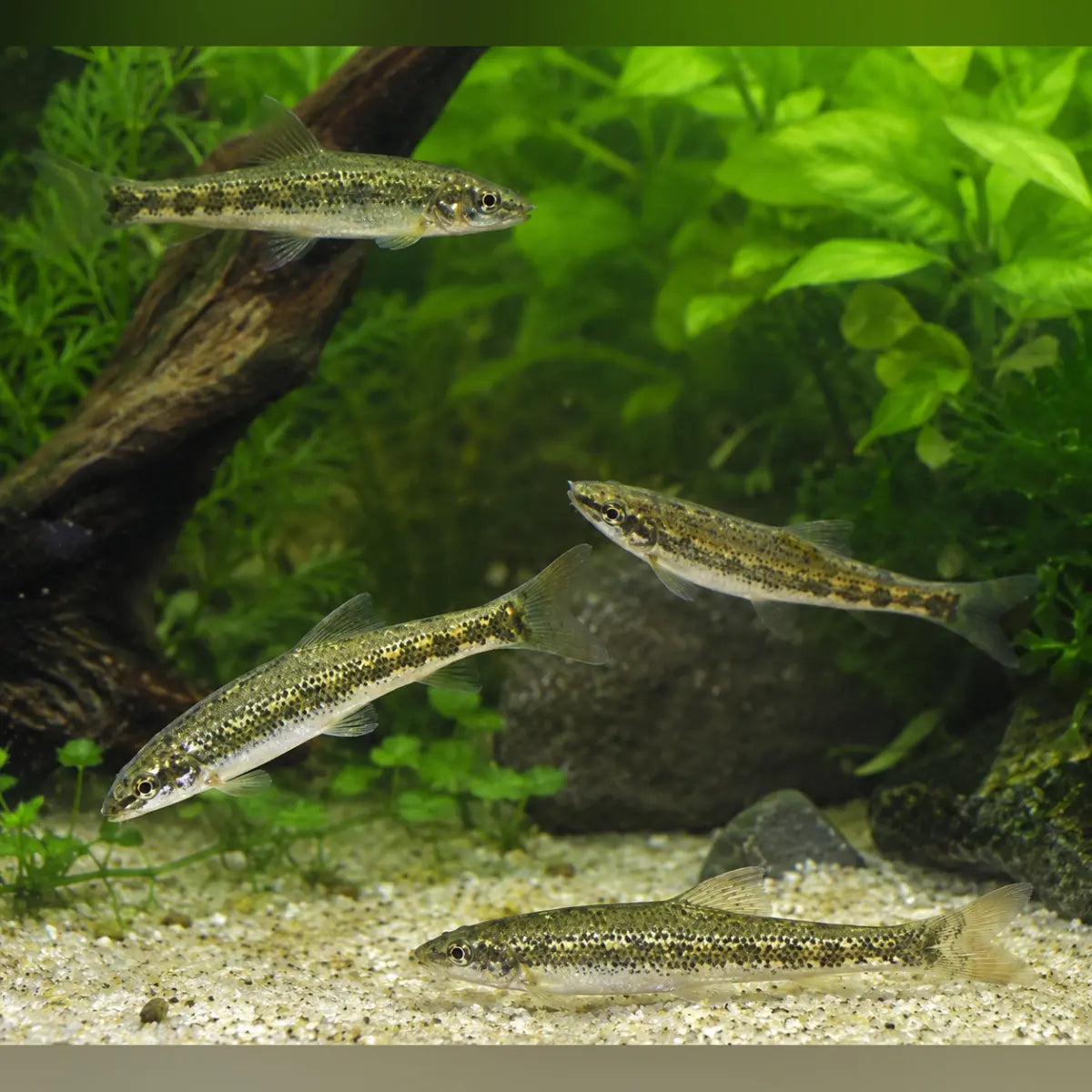 Chinese Algae Eater (School of 4)
