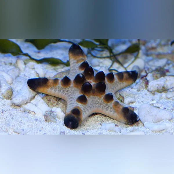 A chocolate chip starfish on a white, rocky substrate in an aquarium.