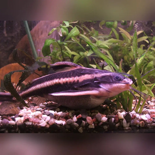 Chocolate Talking Catfish