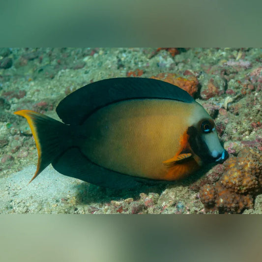 Colorful fish swimming near coral in an underwater setting
