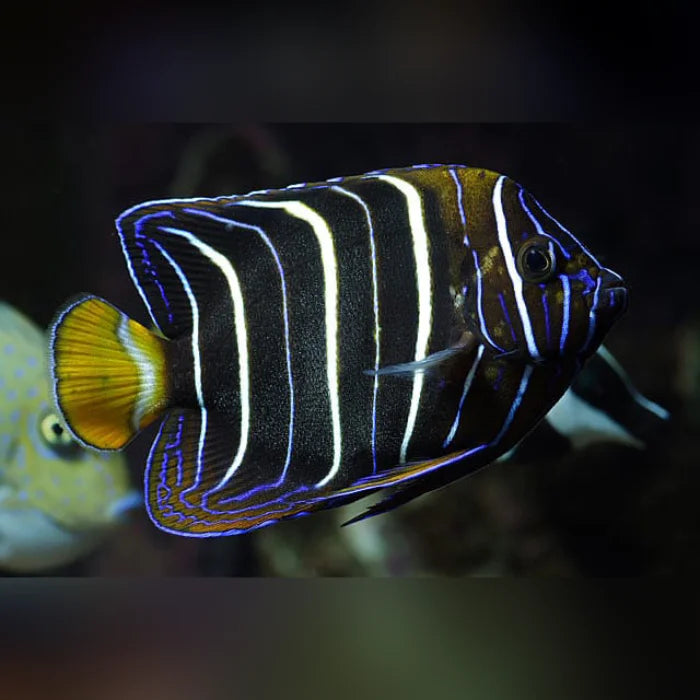 Colorful striped fish with a blurred background