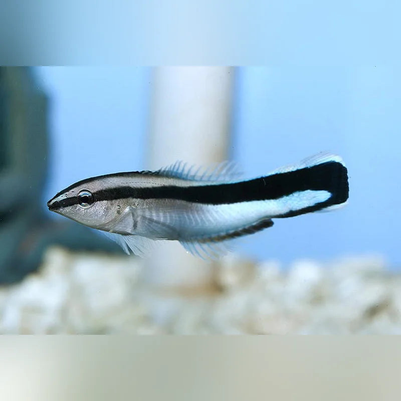 Cleaner Rasses Fish Cleaner Wrasse for Sale | Live Saltwater Fish – AquariumFish.com