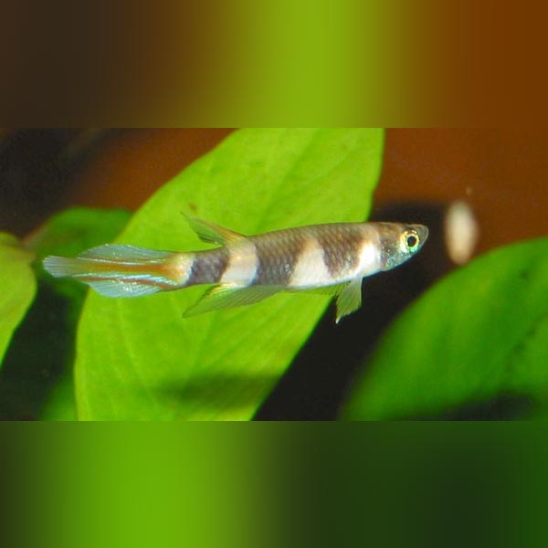 Clown Killifish