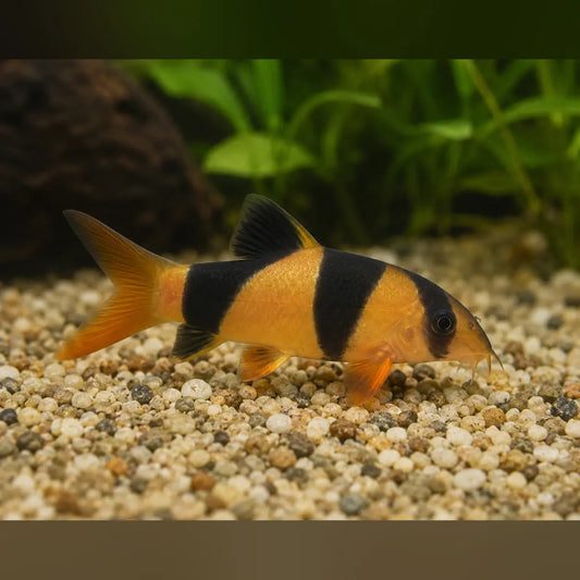 Clown Loach