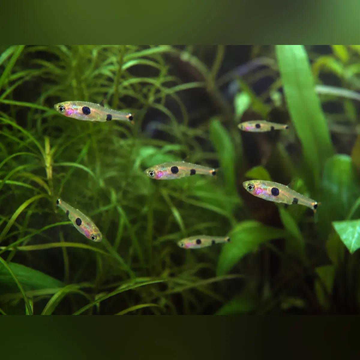 Clown Spot Dwarf Rasbora (School of 6)