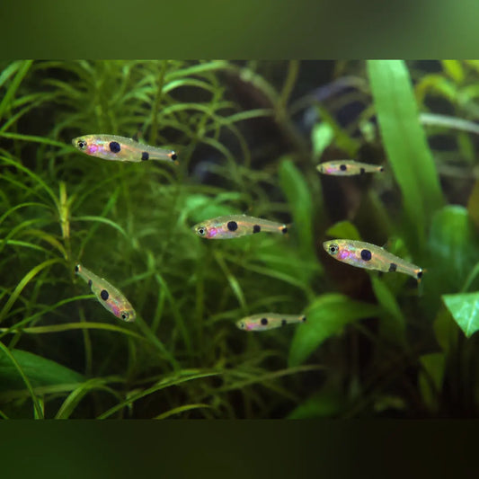 Clown Spot Dwarf Rasbora (School of 6)
