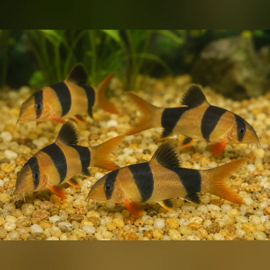 Four Clown Loaches (Chromobotia macracanthus) with orange, black, and cream stripes swimming in a gravel aquarium with green plants in the background.