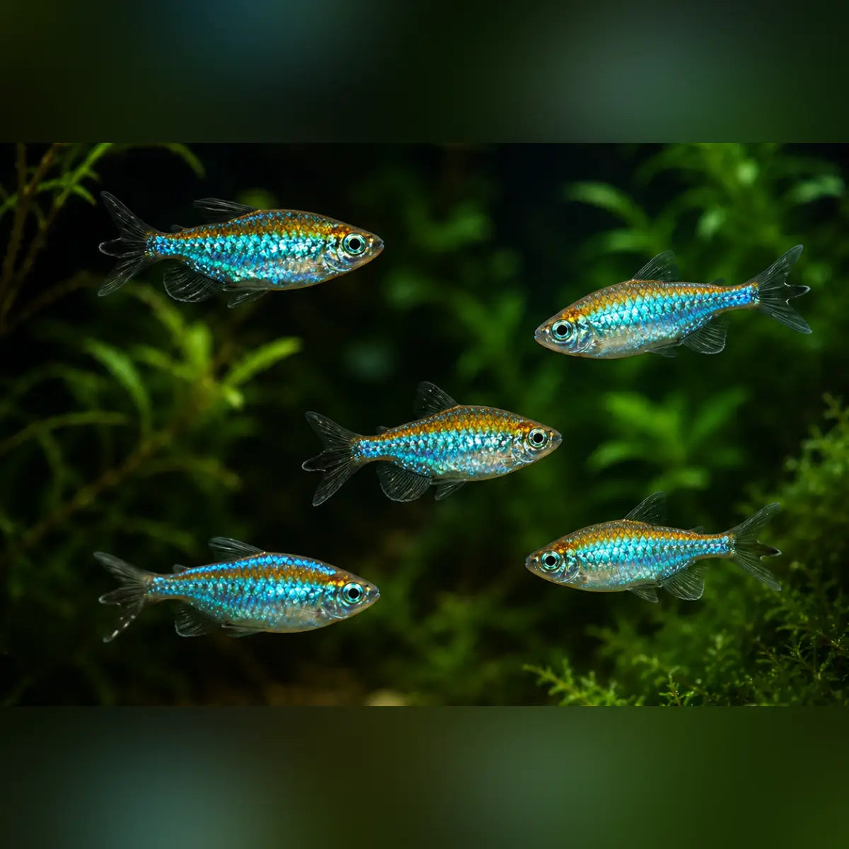 Congo Tetra (School of 5)