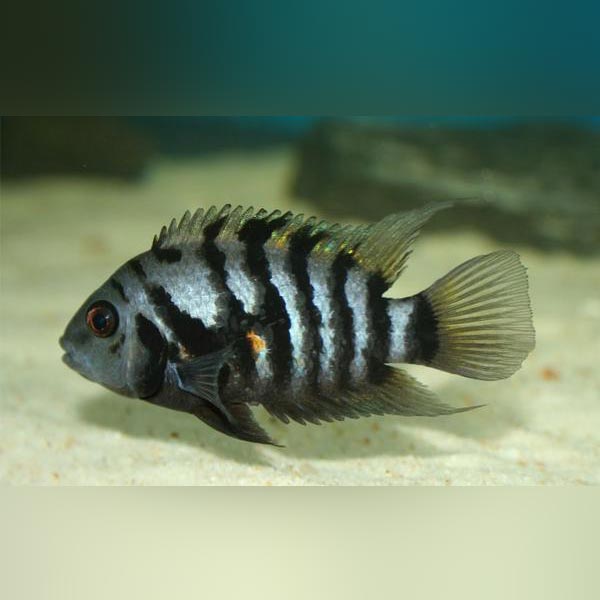 Black Convict Cichlid