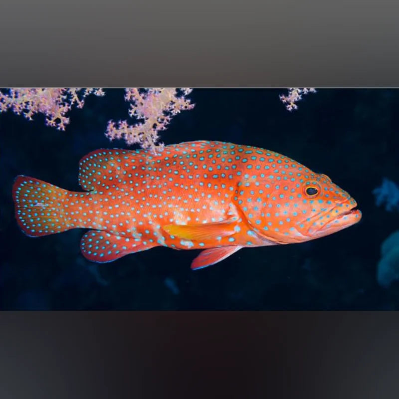 Coronation Grouper with blue spots swimming in an aquarium setting