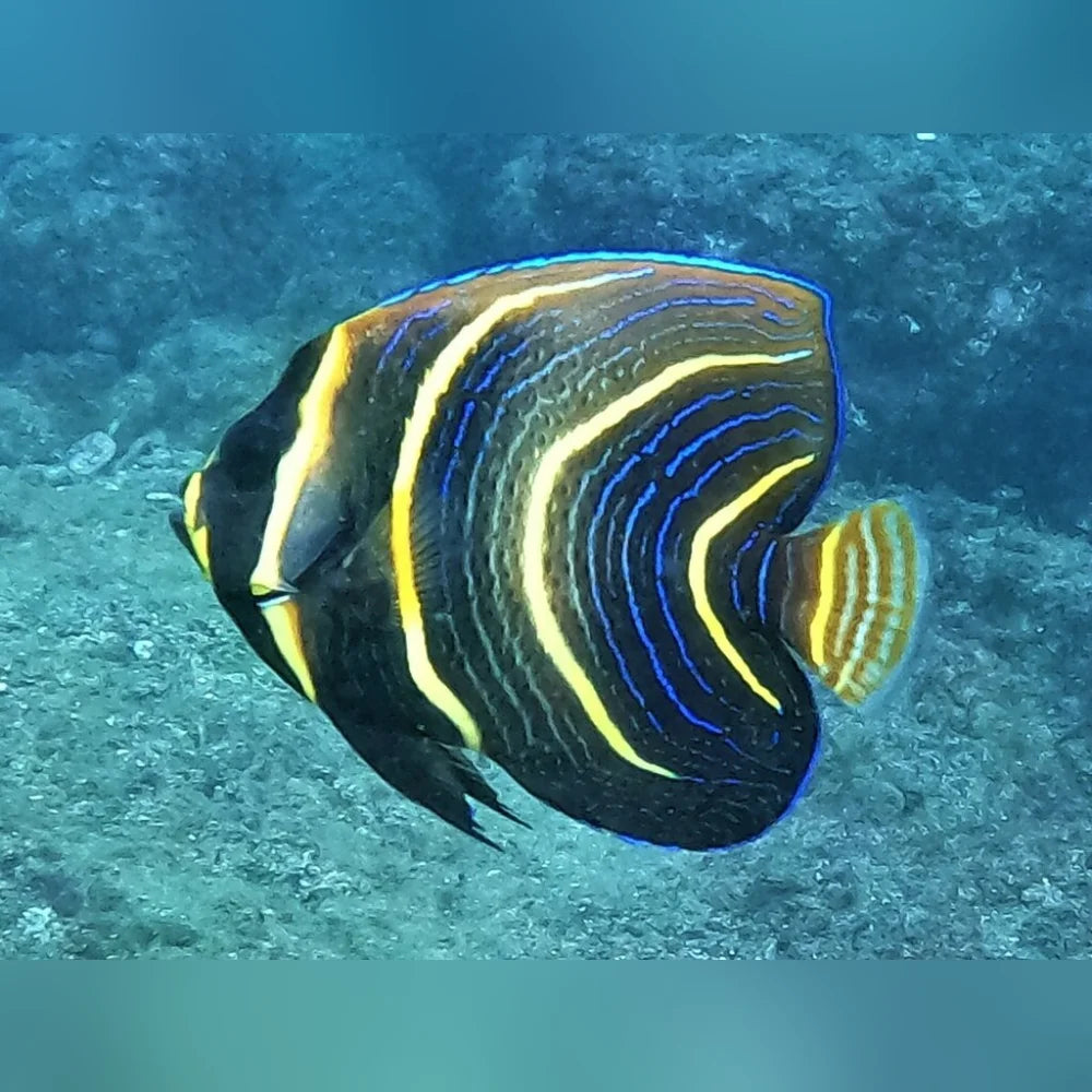 Colorful fish swimming in clear blue water