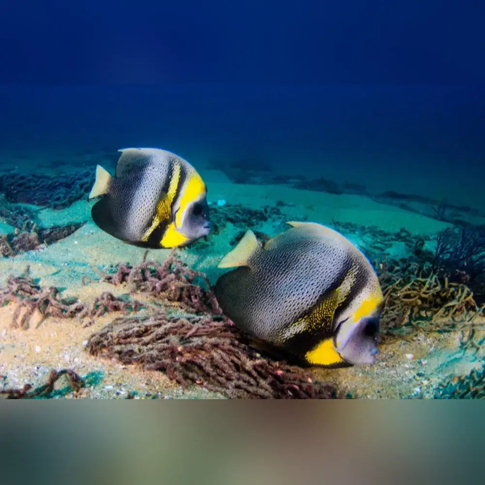 Cortez Angelfish