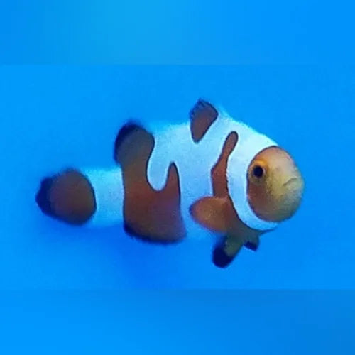 Clownfish on a blue background