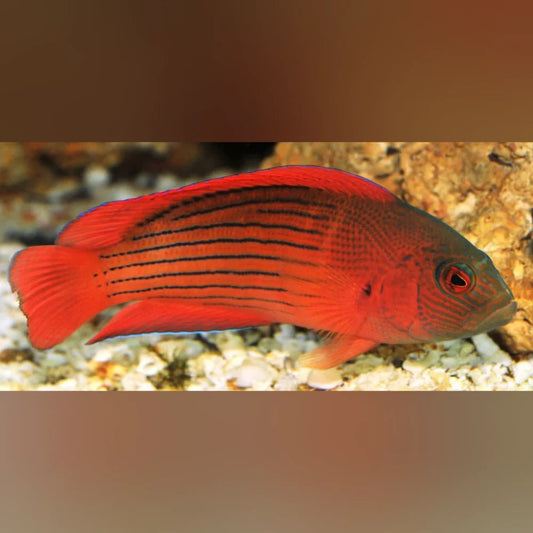 Dampiera Grouper with black stripes swimming in an aquarium setting