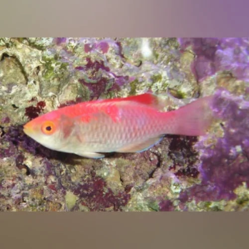 Debelius Wrasse