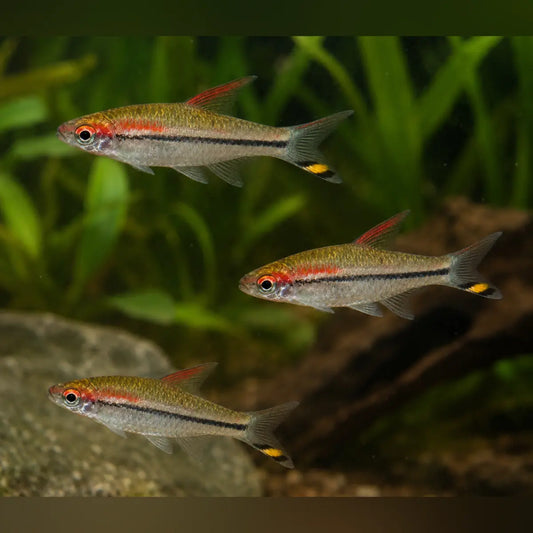 Denisoni Barb (School of 3)