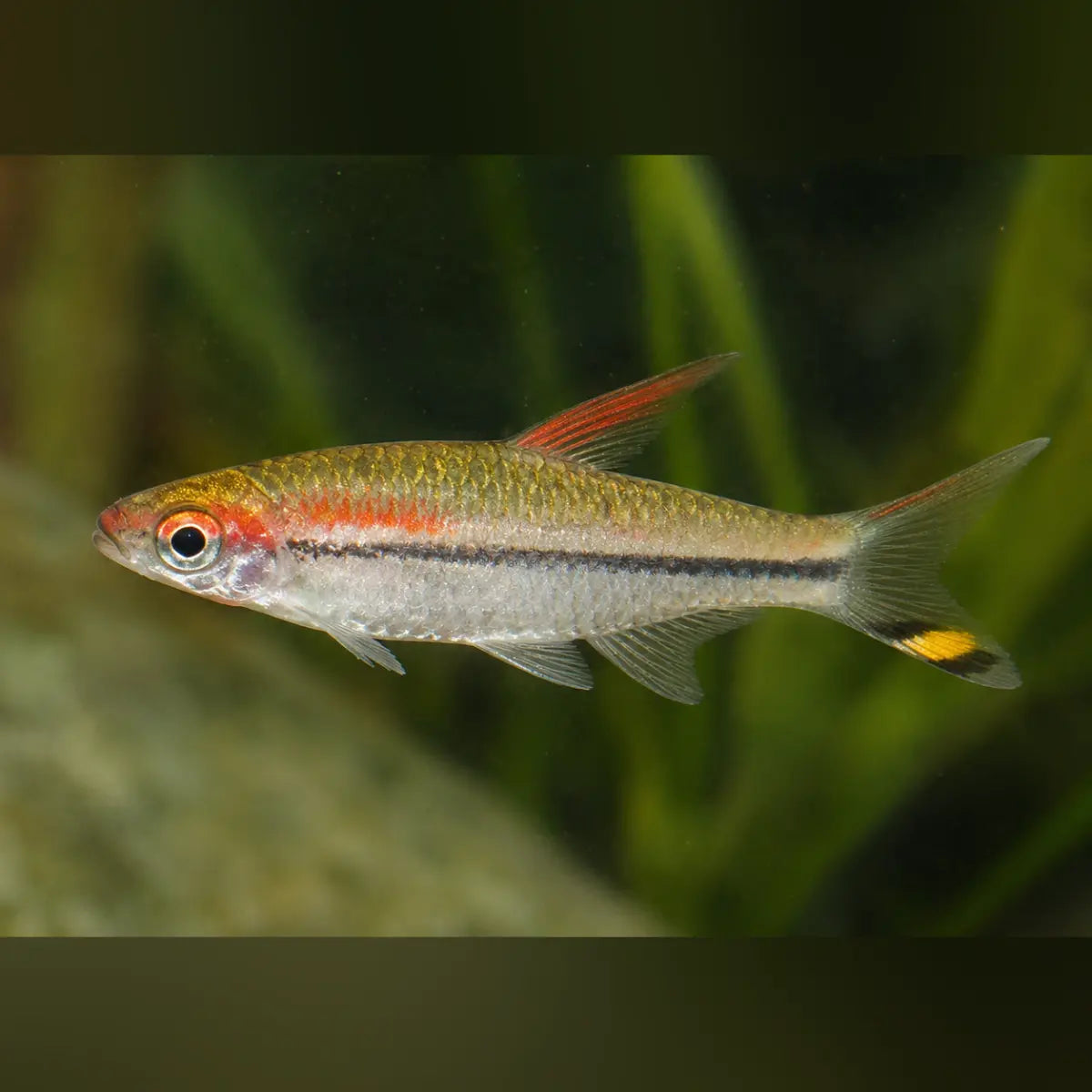 Denisoni Barb